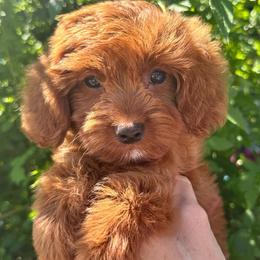 Purple - Red female Cavapoo puppy in Tucson, Arizona from Adored Poodle & Doodles