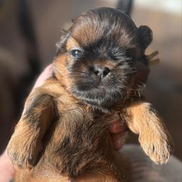 Yellow boy - Red male Shih Tzu puppy in Berkeley Springs, West Virginia from Sandridge Shih Tzus