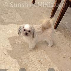 Sunshine Mi-Ki's Little Livie - White female Mi-Ki puppy in Fort Myers Beach, Florida from Sunshine Mi-Ki's