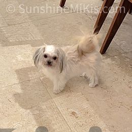 Sunshine Mi-Ki's Little Livie - White female Mi-Ki puppy in Fort Myers Beach, Florida from Sunshine Mi-Ki's