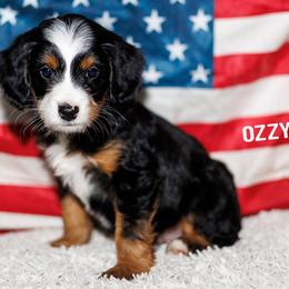 Ozzy - Tri-color male Bernedoodle puppy in Gilbert, Arizona from Safe Havynn Doodles
