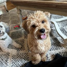 Bernedoodle, Cavapoo, Havanese, and Havapoo Puppies from Lady Paws Puppies - Cassie