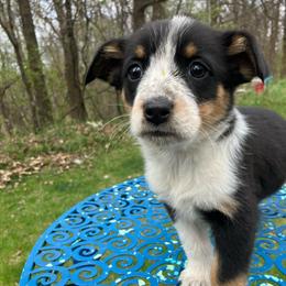 Twix - Blue female Australian Cattle Dog puppy in Lancaster, Minnesota from Weleski Chocolate Heelers