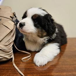 Ham - Black tri-color male Australian Shepherd puppy in Fort Wayne, Indiana from Grand Ridge Australian Shepherds