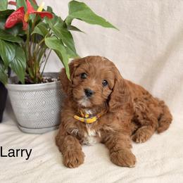 Lester - Red  male Goldendoodle puppy in Oxford, Pennsylvania from FriendlyPals
