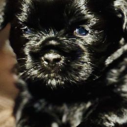 Cookie - Black female Shih Tzu puppy in Winston Salem, North Carolina from Jay&Ray Shih Tzu’s