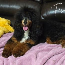 Aussiedoodle, Bernedoodle, Cockapoo, Miniature Australian Shepherd, Poodle, and Sheepadoodle Puppies from Jam's Doodles And Poodles