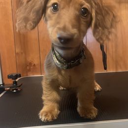 Coozie - Dachshund