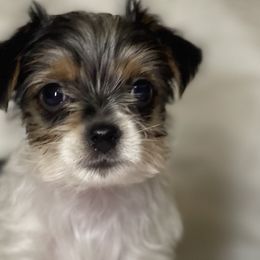 Freckles - Parti Yorkshire Terrier puppy in Denver, Colorado from Melrey's paws