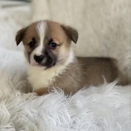 Cooper - Sable male Pembroke Welsh Corgi puppy in Morton, Mississippi from Southern Magnolia Corgis