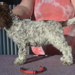 Girl 1 - female Lagotto Romagnolo puppy in Millbury, Massachusetts from RaceCity