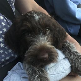 Wirehaired Pointing Griffon puppies from LostCreekGriffons