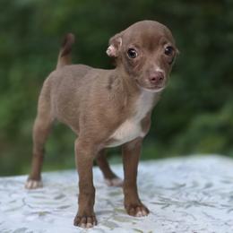 Gracioso - Chocolate male Chihuahua puppy in East Camden, Arkansas from RoyAl