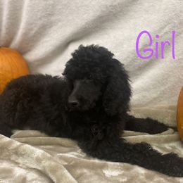 Poodle Puppies from Marion Standard Poodles