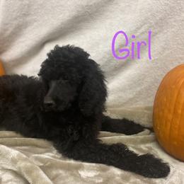 Poodle Puppies from Marion Standard Poodles