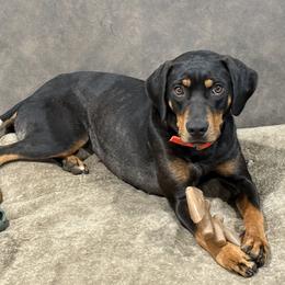 Catahoula Leopard Dog puppies from Compass Rose Catahoulas