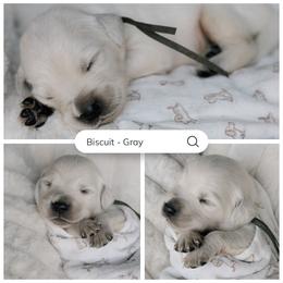 Biscuit - Gray - Light golden male Golden Retriever puppy in Noblesville, Indiana from Ivory & Pine Goldens