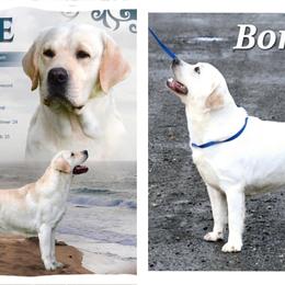 Labrador Retriever puppies from ROCK CREEK