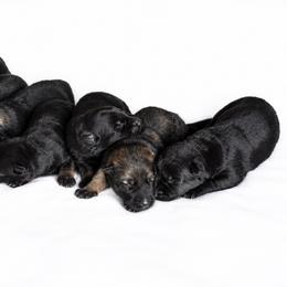 VENDETTA - Black female German Shepherd puppy in Coarsegold, California from Yosemite Shepherds
