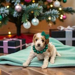 Treasure - Parti female Goldendoodle puppy in St. George, Utah from Winchester Hills Poodles and Doodles