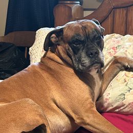 Ace - Boxer