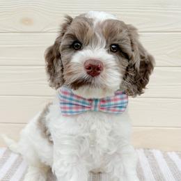 Daly - Merle male Australian Labradoodle puppy in Harrisonville, Missouri from Blessed Day Doodles