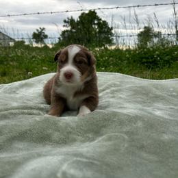 Top Draft Mr Boone - Red tri-color male Australian Shepherd puppy in Washington, Oklahoma from Top Draft Genetics