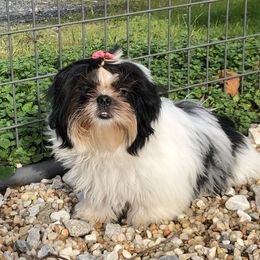 Masha - Shih Tzu