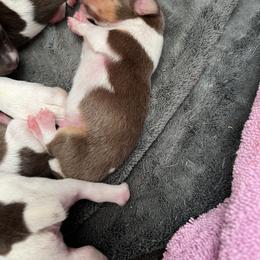 Tbd - Chocolate and white male Teddy Roosevelt Terrier puppy in Troy, Ohio from Wiggle Wags Miniature American Shepherds