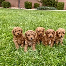 Goldendoodle puppies from Hygge & Hound by McKenzie