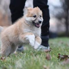 Icelandic Sheepdog Puppies from Valhalla Icelandic Sheepdogs