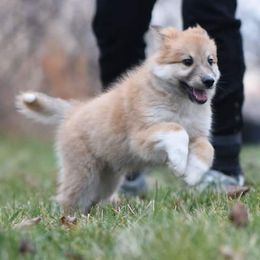 Icelandic Sheepdog Puppies from Valhalla Icelandic Sheepdogs