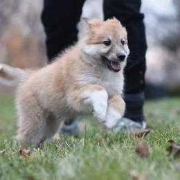 Icelandic Sheepdog Puppies from Valhalla Icelandic Sheepdogs