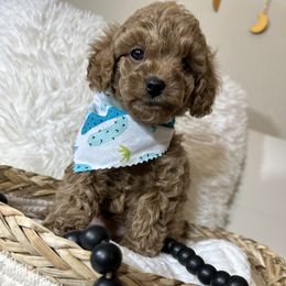 Cavalier King Charles Spaniel and Poodle Puppies from Cav.ish's Missouri Cavaliers and Poodles