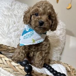 Cavalier King Charles Spaniel and Poodle Puppies from Cav.ish's Missouri Cavaliers and Poodles