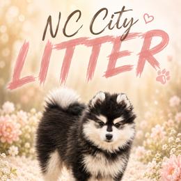 Pomsky Puppies from Raleigh Mini Pomskies