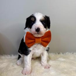 Pickles - Black tri-color male Aussiedoodle puppy in Adams, Nebraska from Boxcar Doodles and Poodles