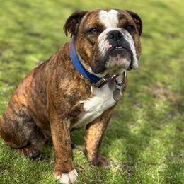 Maple - Bulldog