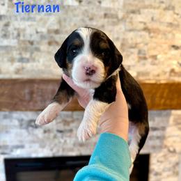 Tiernan - Tri-color male Bernedoodle puppy in Midland, Michigan from Northern Charm Farm
