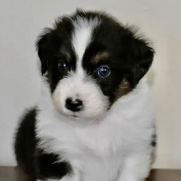 Nebraska - Black tri-color female Australian Shepherd puppy in Hamilton, New Jersey from Birch Haus