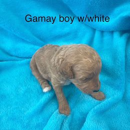 Poodle Puppies from Canyon Spring Ranch Poodles