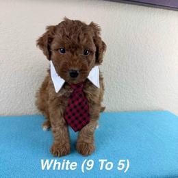 9 to 5 - White Collar - Red male Double Doodle puppy in Rowlett, Texas from Parrish Precious Ones Texas