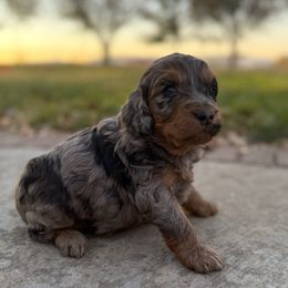 Blue Merle phantom girl - Merle female Goldendoodle puppy in Hobbs, New Mexico from Goldie Locks Golden Retrievers & Doodles