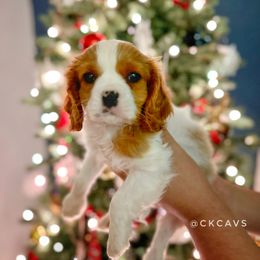 Cavalier King Charles Spaniel Puppies from Chris & Katie Cavaliers