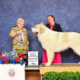Duke - Great Pyrenees