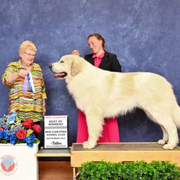 Duke - Great Pyrenees