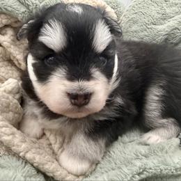 Minnow - Black and white female Pomsky puppy in Auburn, Washington from Periwinkle Pomskies