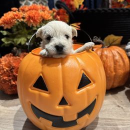 Boy 3 - Wheaten male Scottish Terrier puppy in Lancing, Tennessee from Pilot Mtn Scottie’s