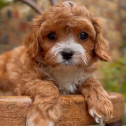 Finn - Apricot male Cavapoo puppy in Arlington, Texas from Van Haselen Poodles and Doodles