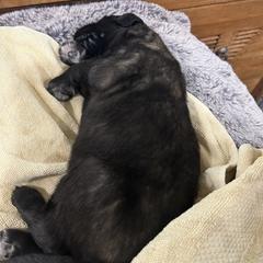 Leonberger Puppies from Desert Magick Leonbergers